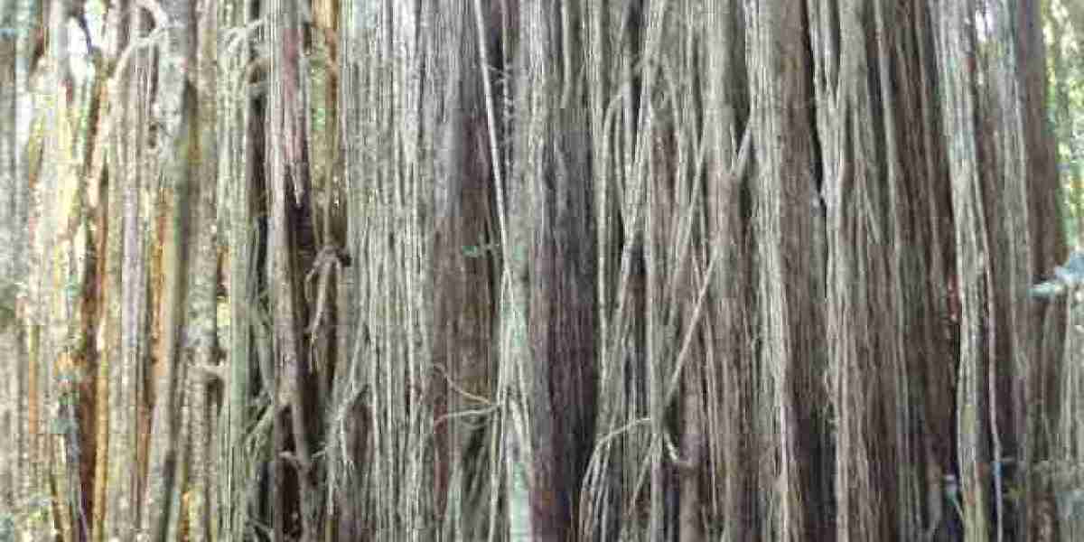 Reviews, Real Money Play & App