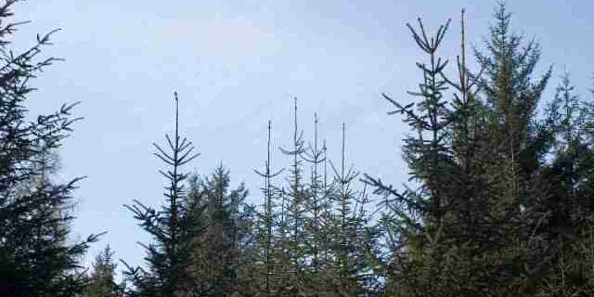 Sky Crown Online Casino Slots, Tables & Live Dealers