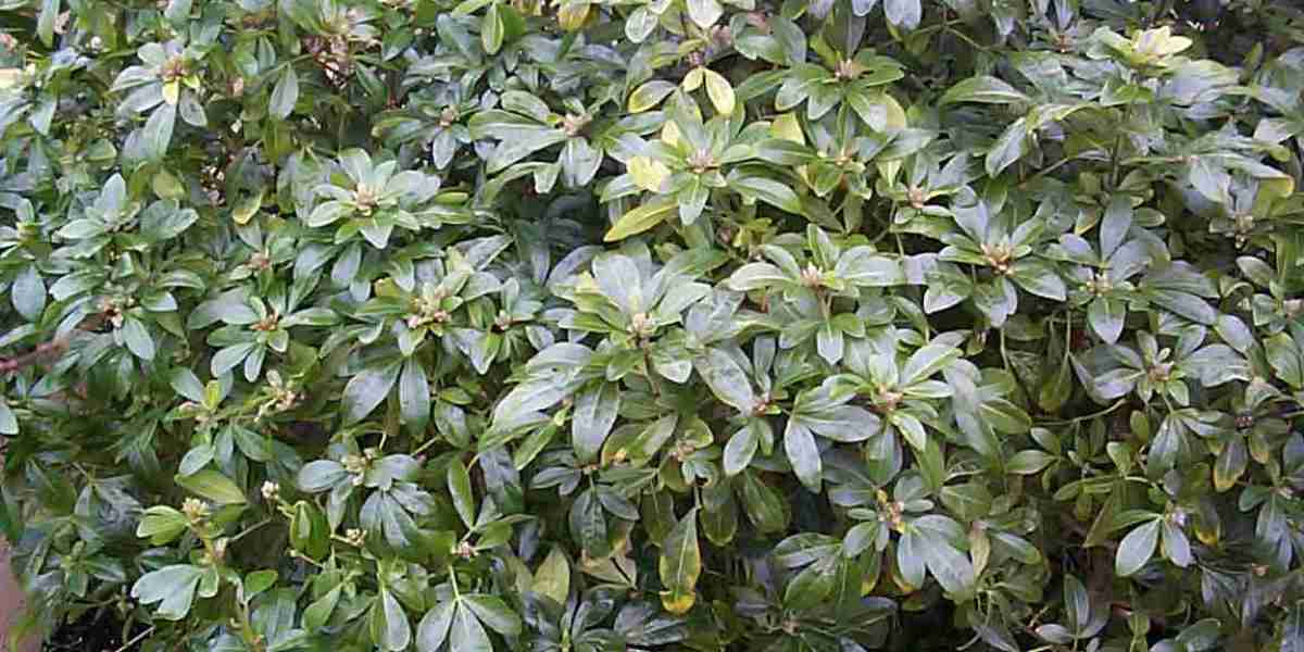 RocketPlay Casino registration and login how to sign up and sign in to your account