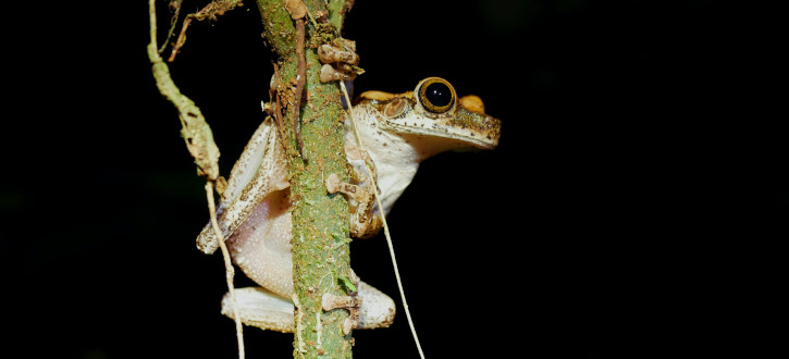 Puerto Maldonado tours from Cusco 9 days | Manu Wildlife Peru