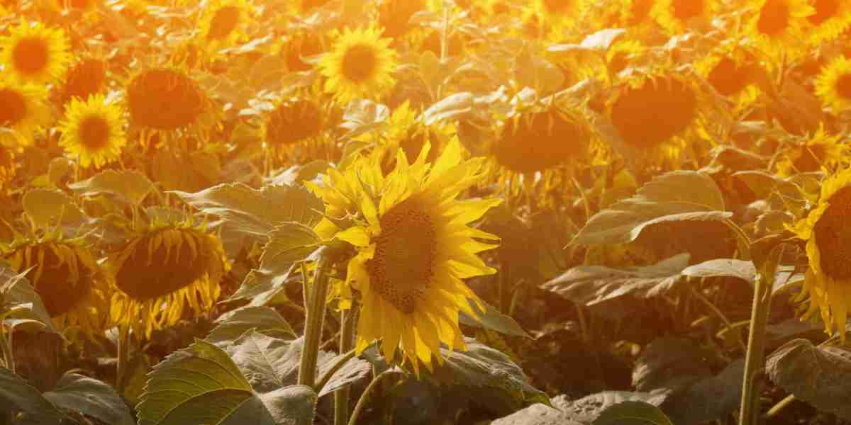 Understanding Net Jet Flights: A Complete Information